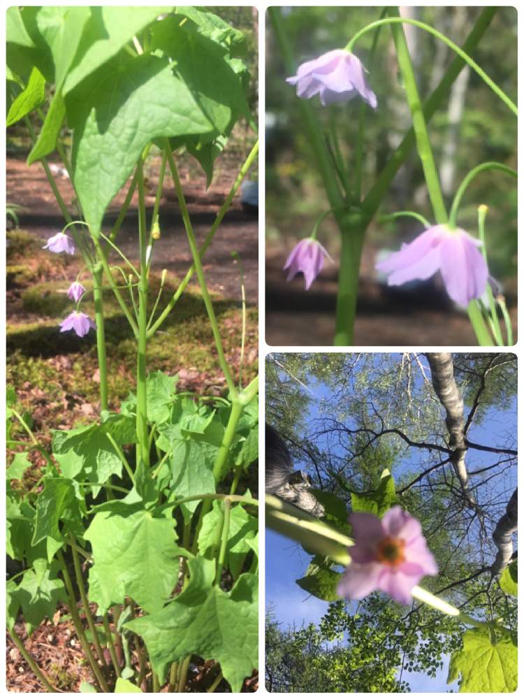 トガクシショウマの投稿画像 By ライオンさん ムラサキの花と日本固有種と山野草と長野県飯綱高原と山野草大好き協会とお出かけ先と戸隠升麻の花とムラサキの 花と日本固有種と山野草と長野県飯綱高原と山野草大好き協会と戸隠升麻の花 19月5月18日 Greensnap