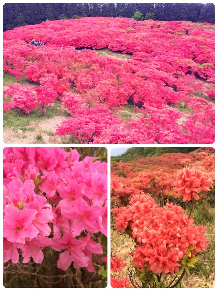 ヤマツツジの投稿画像 By きいろさん ヤマツツジの花と紅に染まると山一面つつじ 19月5月18日 Greensnap グリーンスナップ