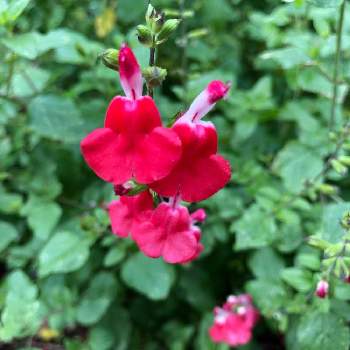癒される色♡の画像 by Nanaさん | 小さな庭とハーブと花のある暮らしとチェリーセージ❤︎と癒される色♡と元気が出る花