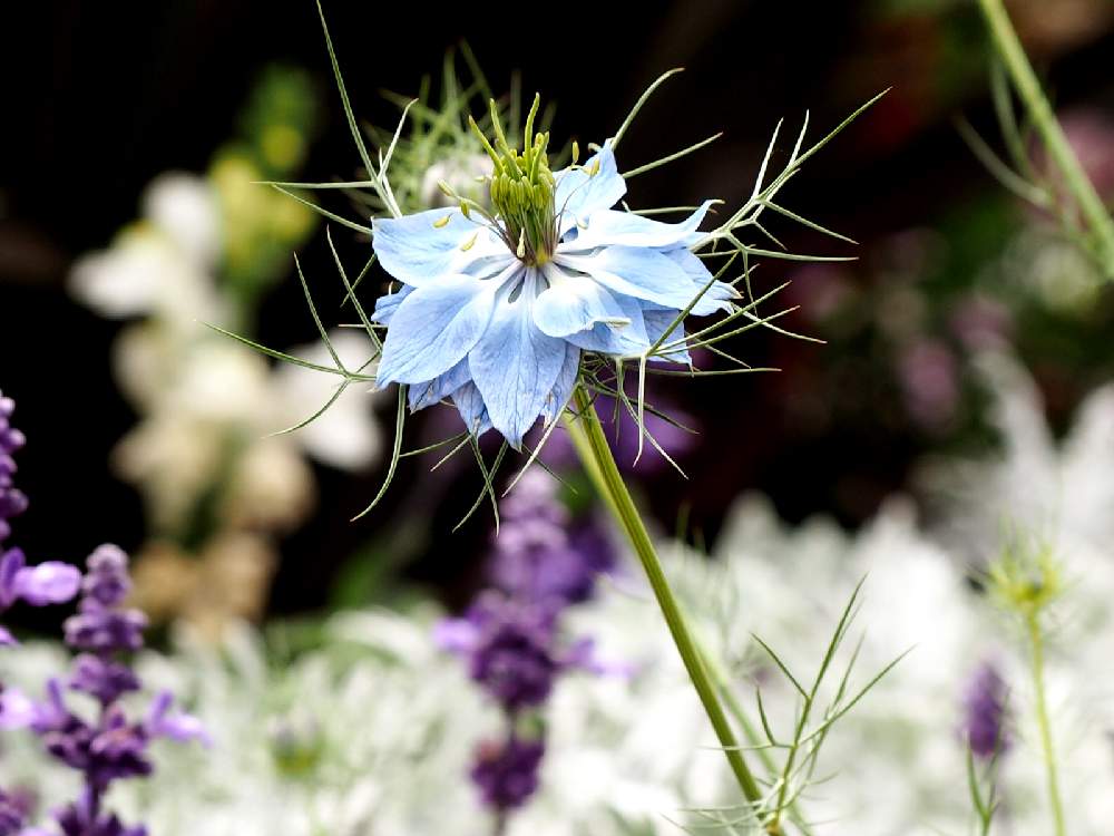 ニゲラの投稿画像 By つくしさん 青い花とかわいいな と山下公園と未来のバラ園 19月5月18日 Greensnap グリーンスナップ