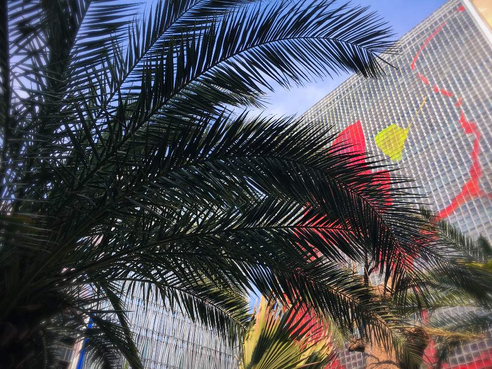 ソテツの投稿画像 By Fukunekomaruさん 鉄蕉と鳳尾蕉と蘇鉄と観葉植物と樹木とソテツ類とはっぱと葉っぱとソテツ科とiphone撮影と いいね ありがとうと見てくれてありがとう 19月5月18日 Greensnap グリーンスナップ