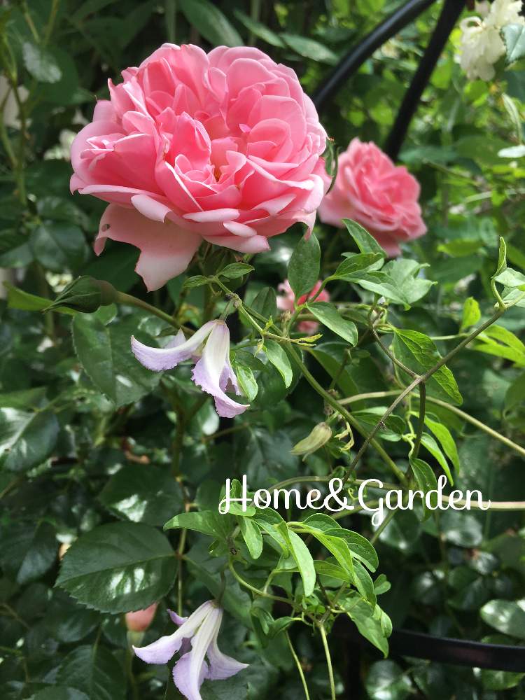 ホーム ガーデンの投稿画像 By Kyonekoさん ベティコーニングとばら バラ 薔薇と薔薇愛同盟とコラボといとおしい植物の表情フォトコン19とgs映えとクレマチス とつるバラとナチュラルガーデン とオベリスクと可愛いと花のある暮らしとバラ ミニバラとロザリアンと咲い