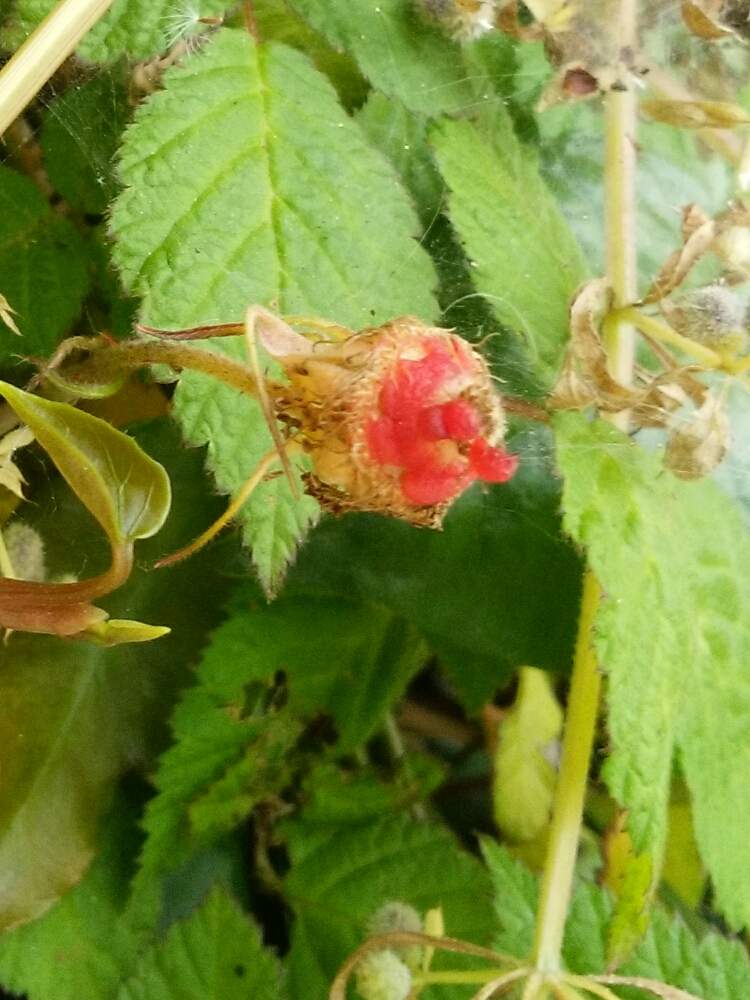 無料ダウンロード野いちご 花 すべての美しい花の画像