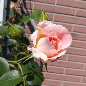 つるばら ロココの投稿画像一覧 Greensnap グリーンスナップ