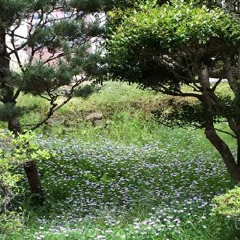 田舎の散歩の画像 by *hirorin*さん | お出かけ先とミヤコワスレと山野草と青色の花と田舎と田舎の風景と田舎の散歩といやし♪と大原の里と京都と京都大原と京都観光とそうだ京都、行こう