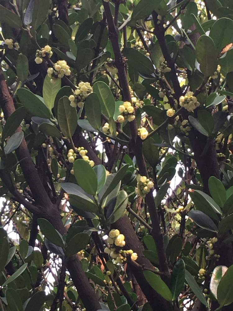 Hd限定ライチ 花 言葉 すべての美しい花の画像