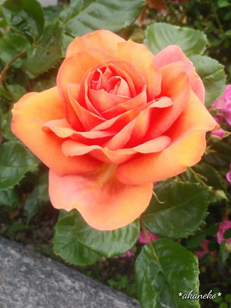 オレンジ色の投稿画像 By あかねこさん バラ ミニバラとばら バラ 薔薇 19月5月19日 Greensnap グリーンスナップ