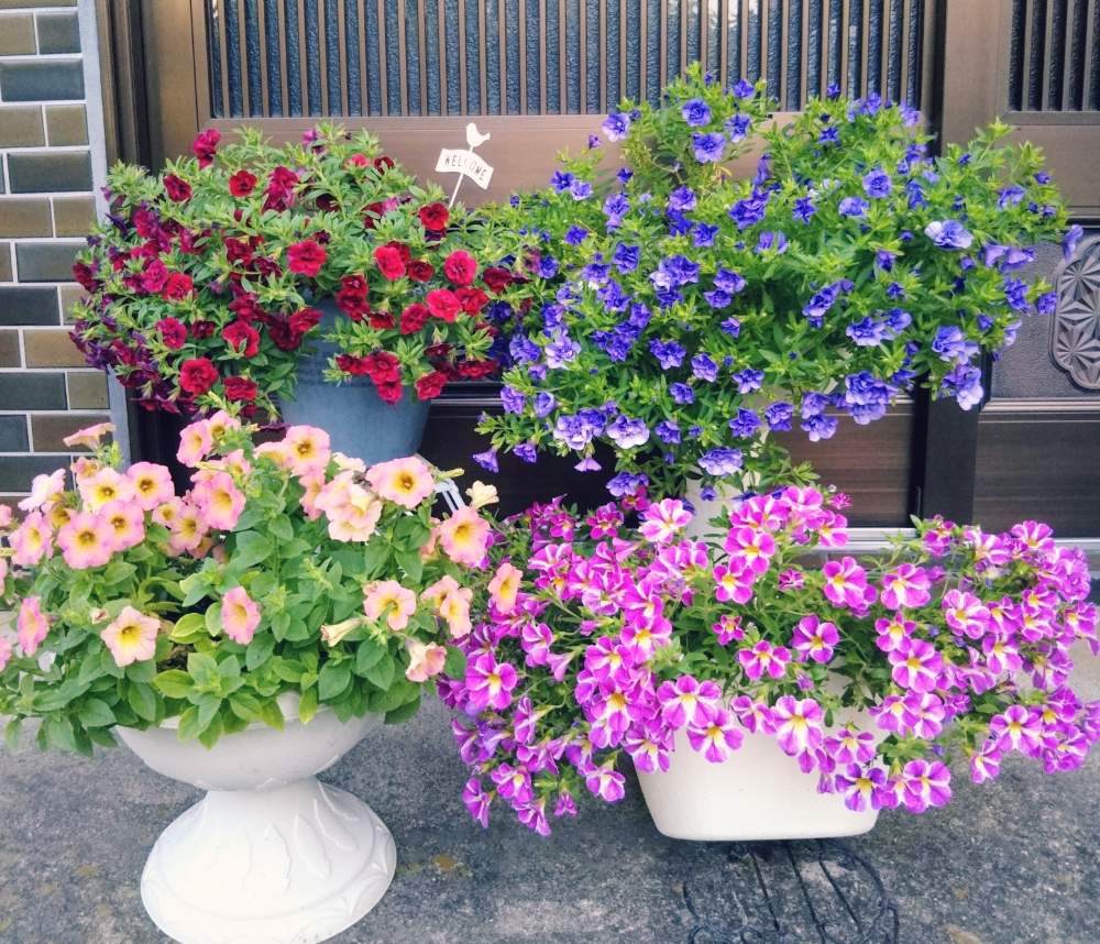 冬越しの投稿画像 By ひよこさん ありがとう と植物だいすきと大好きと植中毒と元気もらえると可愛い とうれしい ともりもりと花のある暮らしとげんき と大好きペチュニア カリブラコア 19月5月19日 Greensnap グリーンスナップ