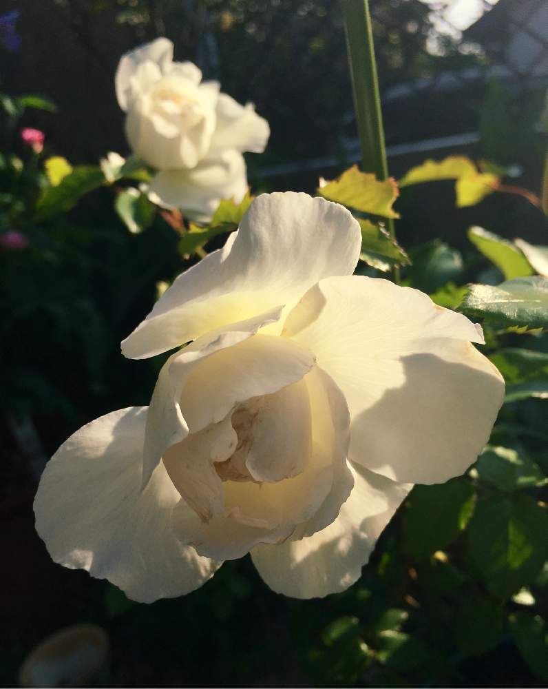 バラ ボレロの投稿画像 By Satounoさん 開花とバラ初心者と栽培記録と香りの庭と香りの良いバラといい香りと花のある暮らしと色がキレイ 2019月5月19日 Greensnap グリーンスナップ