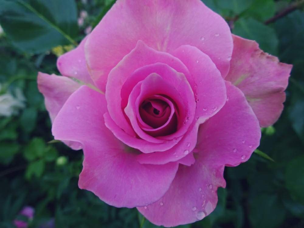 ブロッサムピンクの投稿画像 By きらまる さん Htcとピンク 同盟と薔薇愛同盟と薔薇男子と薔薇に魅せられてとオシャレとb型とバラのある暮らしとgs映えと今日の一枚ときれいな色と癒しのピンクと美しき薔薇様とピンク神押しと花のある暮らしとかわいいな とロザリアン