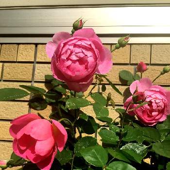 バラ 木立の投稿画像一覧 Greensnap グリーンスナップ