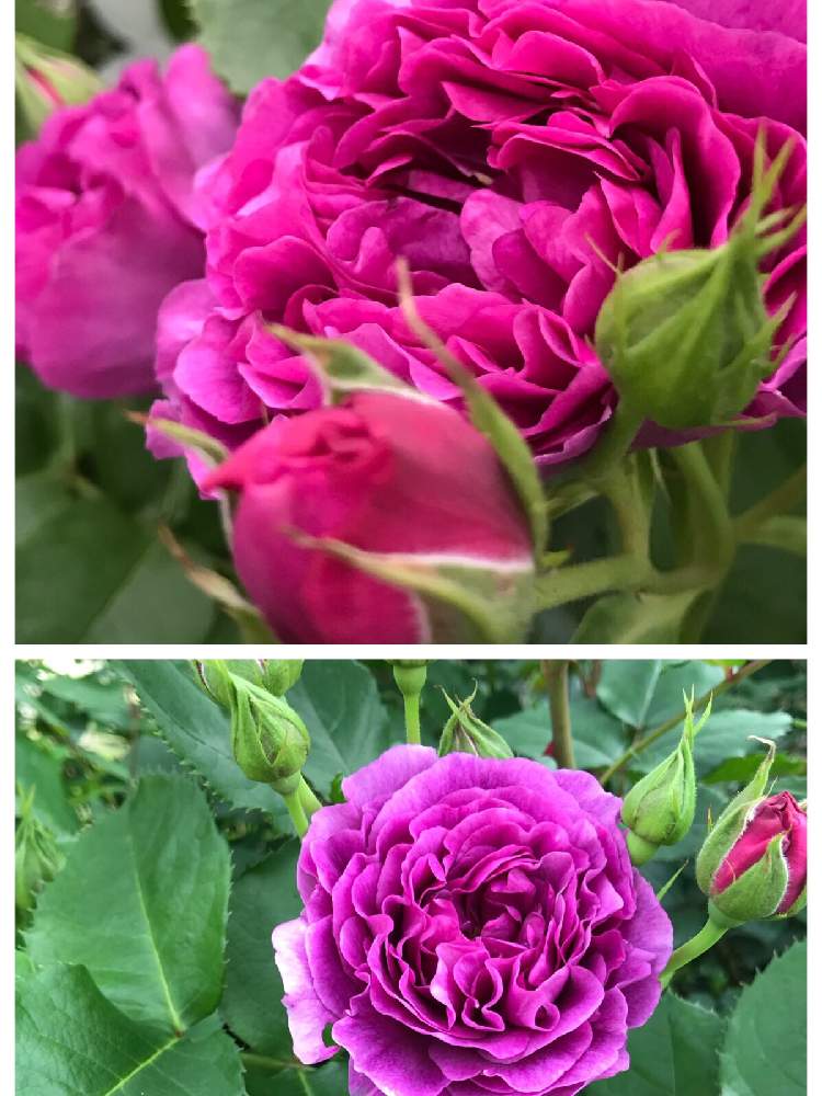 ミネルバの投稿画像 By Vogel さん 鉢植えとコメリ出身とばら バラ 薔薇 19月5月19日 Greensnap グリーンスナップ