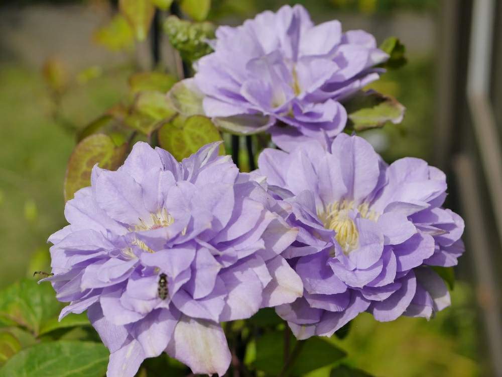 クレマチス ルリオコシの投稿画像 By はなさん 可愛い花とつる性植物と多年草と青紫の花とガーデニングと花のある暮らし 19月5月19日 Greensnap グリーンスナップ