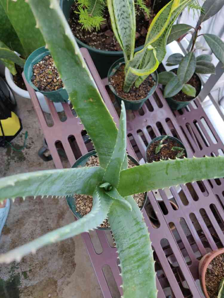 アロエベラ｜🍀GreenSnap（グリーンスナップ）