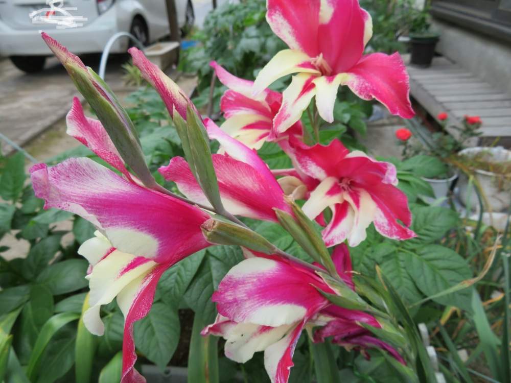 グラジオラスの投稿画像 By ゆーちゃんさん 千葉県と Naturalとお庭の植物と頑張れ北海道 と花のある暮らしと球根植物とグラジオラスの花 19月5月19日 Greensnap グリーンスナップ