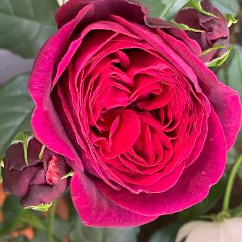 アストリットグレーフィンフォンハンデンベルグの画像 by ひわ萌黄さん | エクステリアと薔薇♪と花のある暮らしとアストリットグレーフィンフォンハンデンベルグ