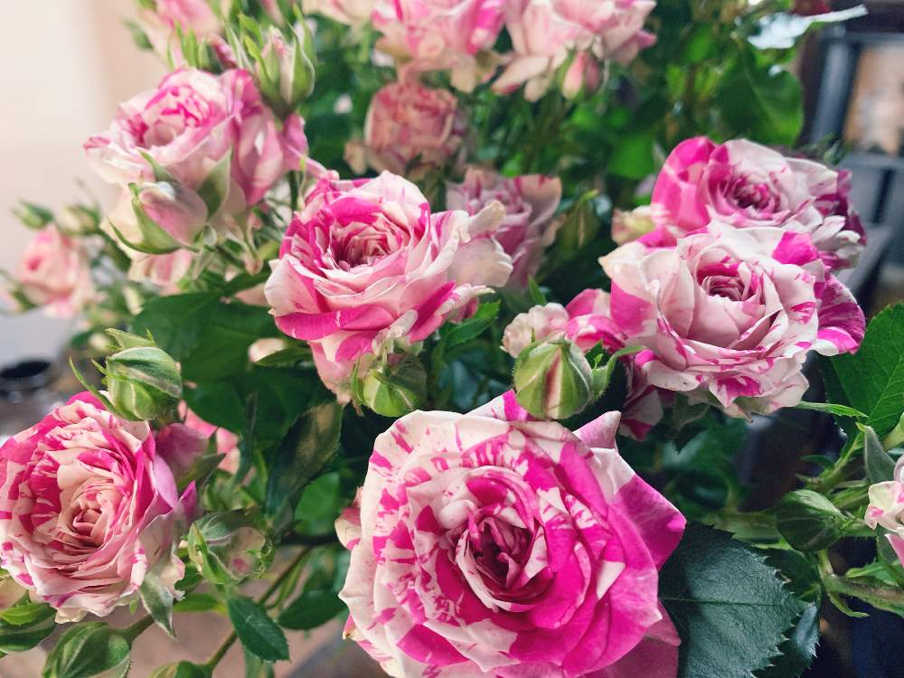 花のある暮らしの投稿画像 By のっちょさん スプレーバラとピンク ピンクとばら バラ 薔薇 2019月5月19日 Greensnap グリーンスナップ