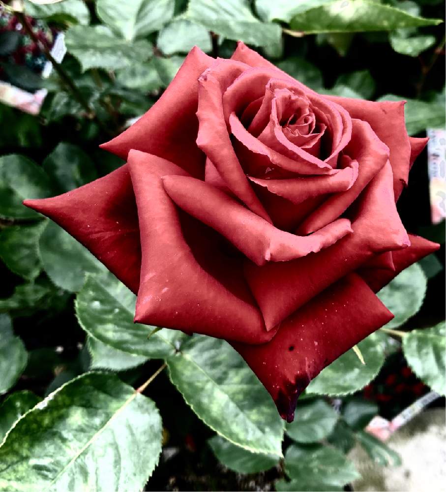 春のお花の投稿画像 By Mikeyさん 真っ赤な花と真紅のバラとひらひらの花ビラと美しいと綺麗と可愛いと花のある暮らしとお花と薔薇 とgreen Up と可愛い植物とやっぱり花が好き と欲しい 19月5月19日 Greensnap グリーンスナップ