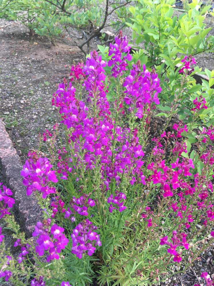 すべての花の画像 最新のhdリナリア 種まき