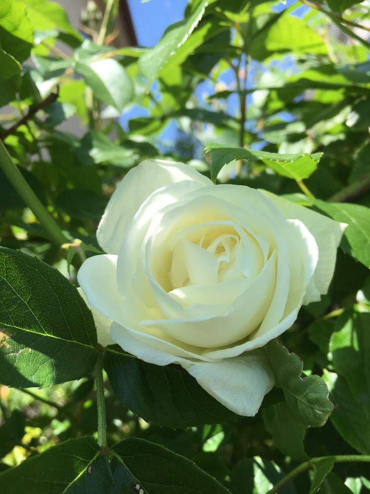 つるアイスバーグの投稿画像 By コーネリアさん 薔薇のアーチとつるバラと庭木と白いお花と花のある暮らしと春の庭仕事とバラ ミニバラとつる植物 19月5月19日 Greensnap グリーンスナップ