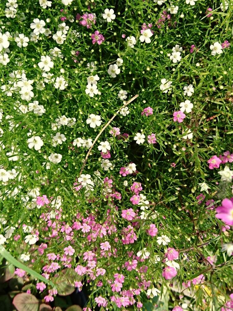 毎年咲く花の投稿画像 By あさがおさん たくさん とピンク ピンクと風に揺れてと5月の庭とガーデニングと花のある暮らし 19月5月19日 Greensnap グリーンスナップ