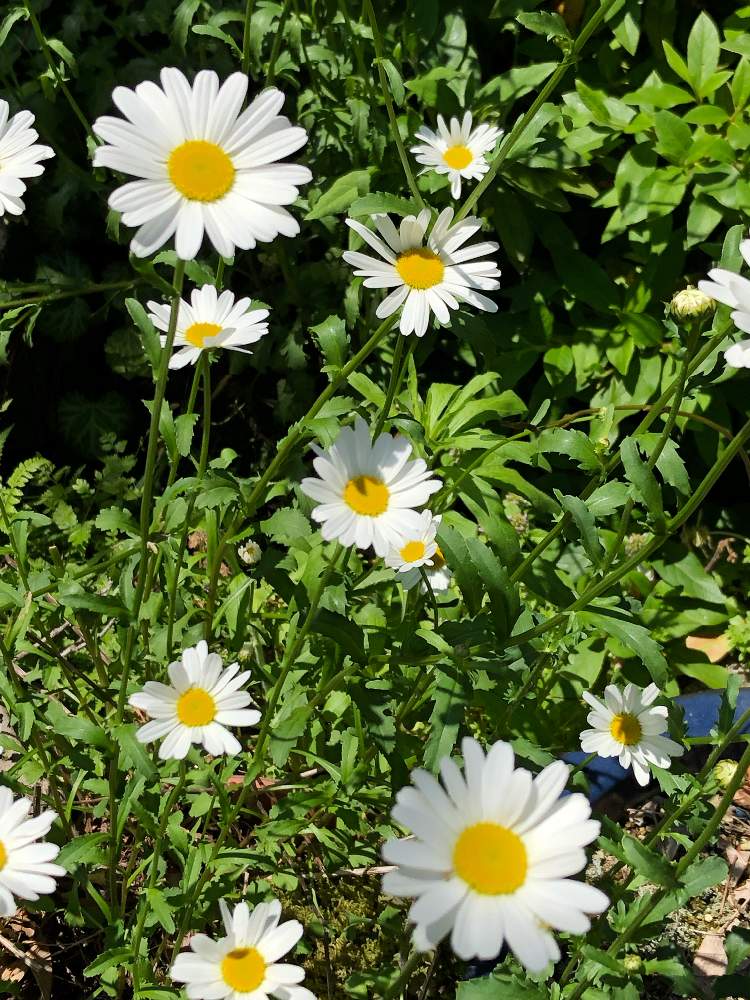 マーガレットの投稿画像 By Heathさん 木春菊と白い花とキク科 19月5月19日 Greensnap グリーンスナップ