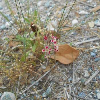 美しい雑草の投稿画像一覧 Greensnap グリーンスナップ