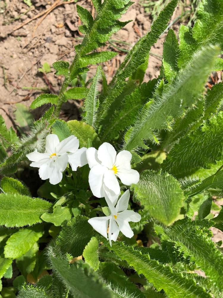ガーデニングの投稿画像 By ゆずママさん 白い花と花のある暮らし 19月5月19日 Greensnap グリーンスナップ