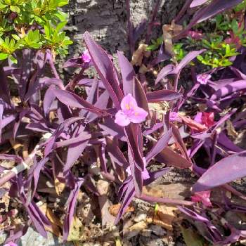 50 素晴らしい紫 葉っぱ 最高の花の画像