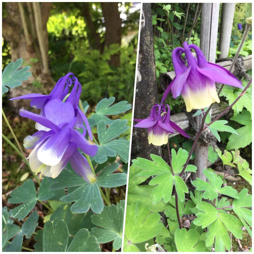 オダマキの投稿画像 By んももさん ミヤマオダマキと山野草と紫色の花と薄紫色の花と春真っ盛り 19月5月19日 Greensnap グリーンスナップ