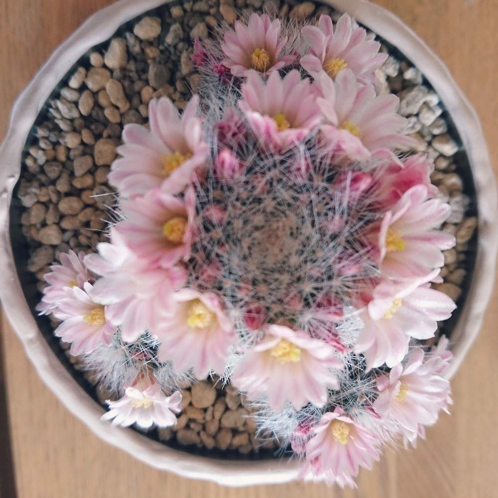 マミラリアspの投稿画像 By Atsuさん ピンクの花とマミラリア属と鉢植えとかわいいとサボテンの花と楽しみ 19月5月19日 Greensnap グリーンスナップ