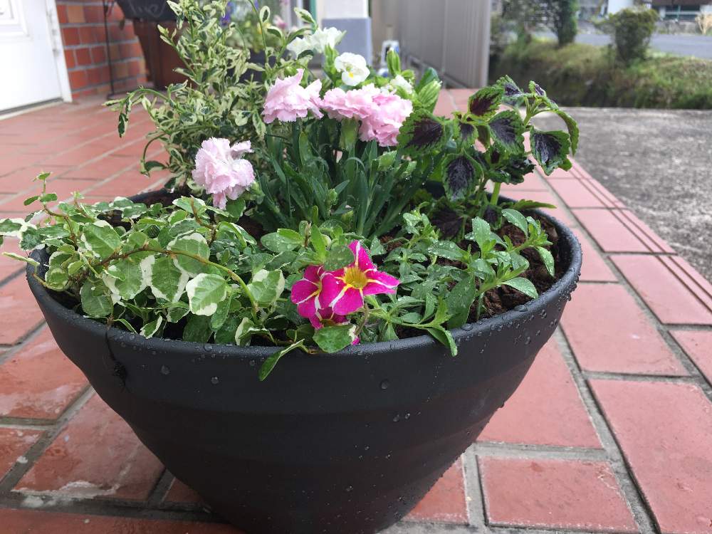 カーネーションの投稿画像 By Mackie さん コリウスとトレニアとプミラとペティとセアノサス カリフォルニアライラックと寄せ植えと花のある暮らしとガーデニングと初心者と癒し 19月5月19日 Greensnap グリーンスナップ