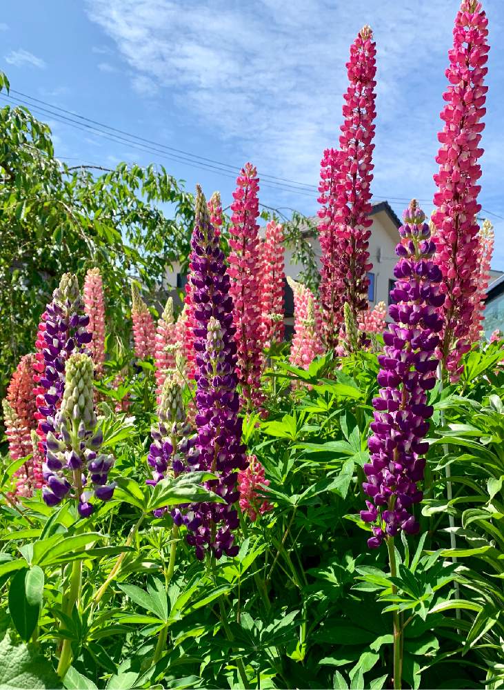 ルピナスの投稿画像 By Nanaさん ノボリフジと花のある暮らしと春の庭と花盛り 19月5月19日 Greensnap グリーンスナップ