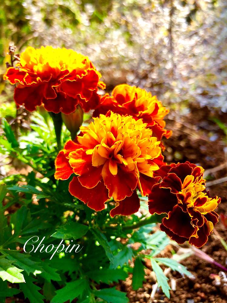 マリーゴールドの投稿画像 By Chopin ショパン さん マリーゴールド と風強しとうちの庭とマイガーデンとgs映えとナチュラルガーデンと今日の一枚とマリーゴールドオレンジとマリーゴールド 黄色 オレンジとオレンジの花とビタミンカラーとオレンジ色とナチュラル