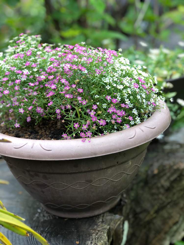 カスミソウ ジプソフィラ の投稿画像 By ふみさん 白い花といやされると小花好きとピンク色の花 19月5月19日 Greensnap グリーンスナップ
