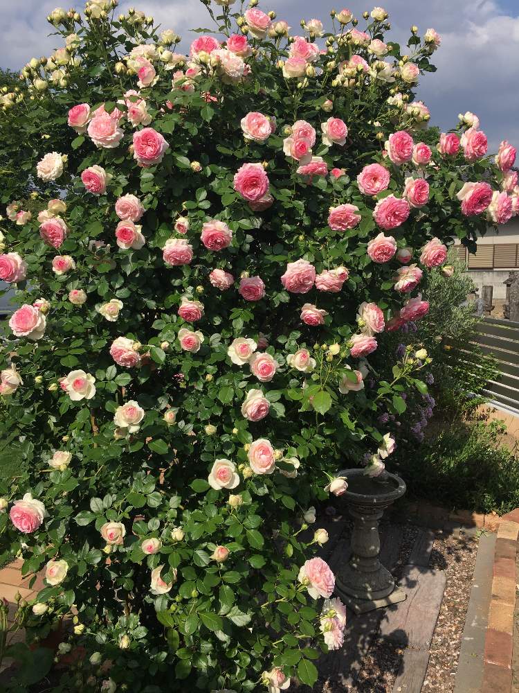 ピェール ドゥ ロンサールの投稿画像 By 美月さん バラのアーチとばら バラ 薔薇とつるバラと地植えの薔薇と薔薇が好き とガーデニングとロザリアン 19月5月19日 Greensnap グリーンスナップ
