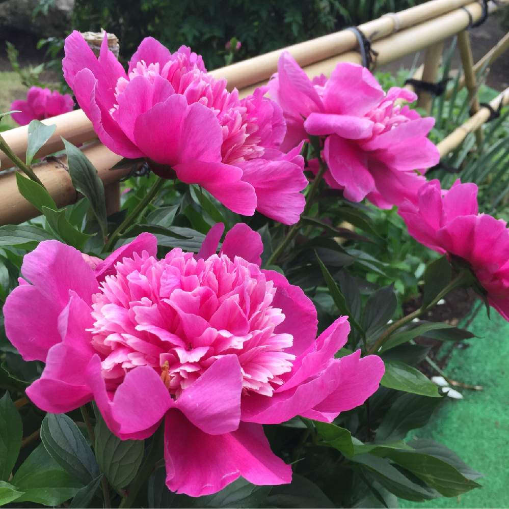 芍薬の投稿画像 By どら猫さん ゴージャスと和風ティストとピンク ピンクと大輪の花と花のある暮らしとゴージャスと和風ティストとピンク ピンクと大輪 の花と花のある暮らし 19月5月19日 Greensnap グリーンスナップ Greensnap グリーンスナップ