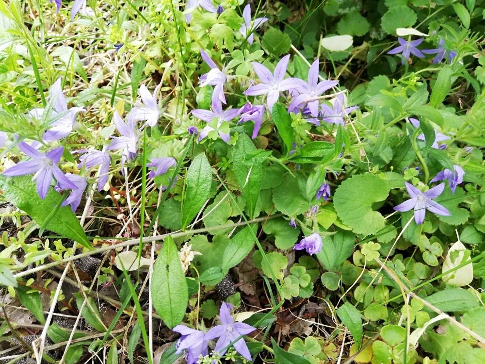 紫色 の 花 春の山野草図鑑 Homu Interia