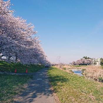 児玉千本桜の投稿画像一覧 Greensnap グリーンスナップ