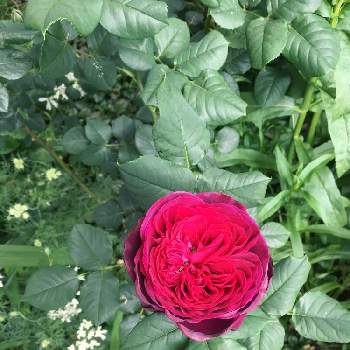 アストリットグレーフィンフォンハンデンベルグの画像 by キントキさん | 小さな庭とアストリット・グレーフィン・フォン・ハルデンベルグとアストリットグレーフィンフォンハンデンベルグとバラの季節とコメント大歓迎♪と花のある暮らしと南の庭☀️と長い名前の薔薇と初夏のお庭