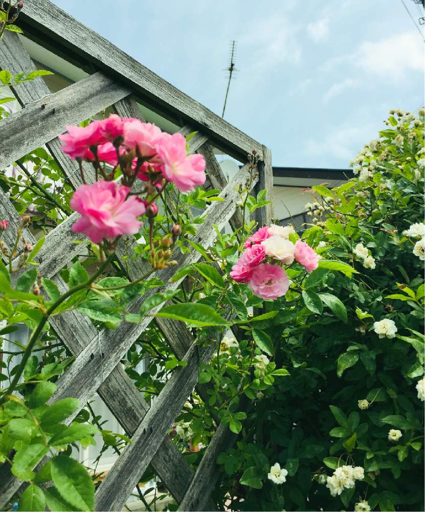 フェンスのモッコウバラの投稿画像 By Hiroさん 白モッコウバラ と群舞バラと我が家の庭と花のある暮らし 19月5月19日 Greensnap グリーンスナップ