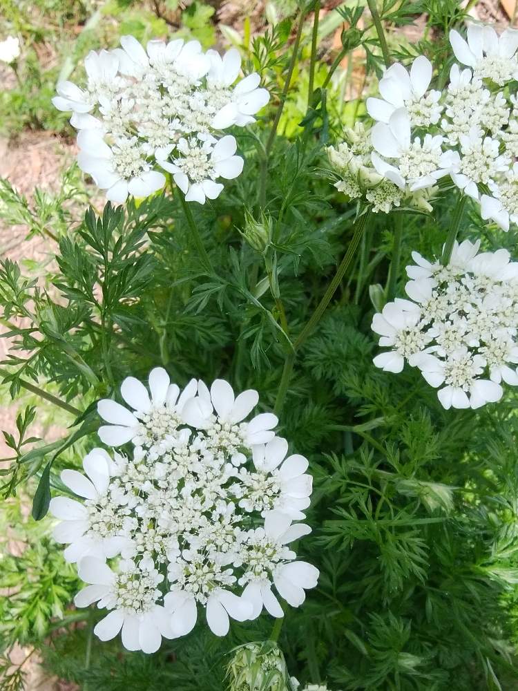 レースフラワーの投稿画像 By ミエコさん レースフラワー オルレアと白い花と花のある暮らしと頑張れ えっこと北の大地北海道 19月5月19日 Greensnap グリーンスナップ