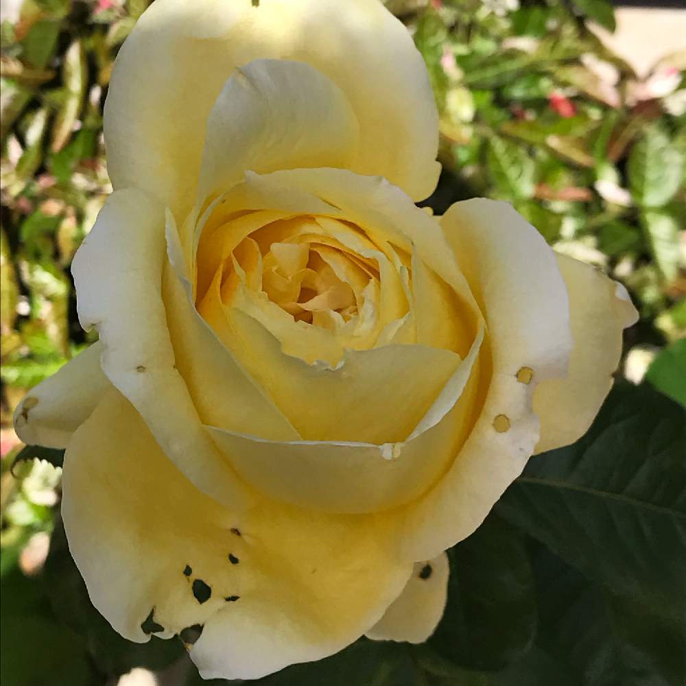 薔薇の投稿画像 By たえさん ばら バラ 薔薇と美人さんと嬉しい と虫食いといい香りと花のある暮らしと加工なしと黄色いバラ 19月5月19日 Greensnap グリーンスナップ