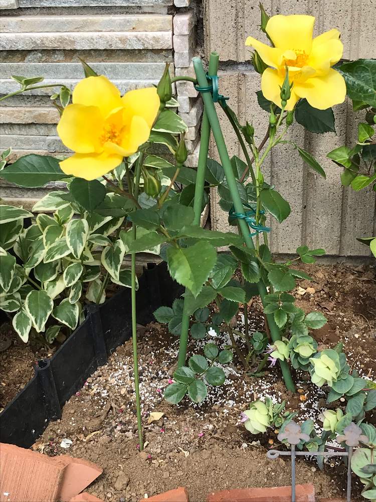 バラ リモンチェッロの投稿画像 By あんずさん 好きな色と花のある暮らしと庭の風景と強い子 19月5月19日 Greensnap グリーンスナップ