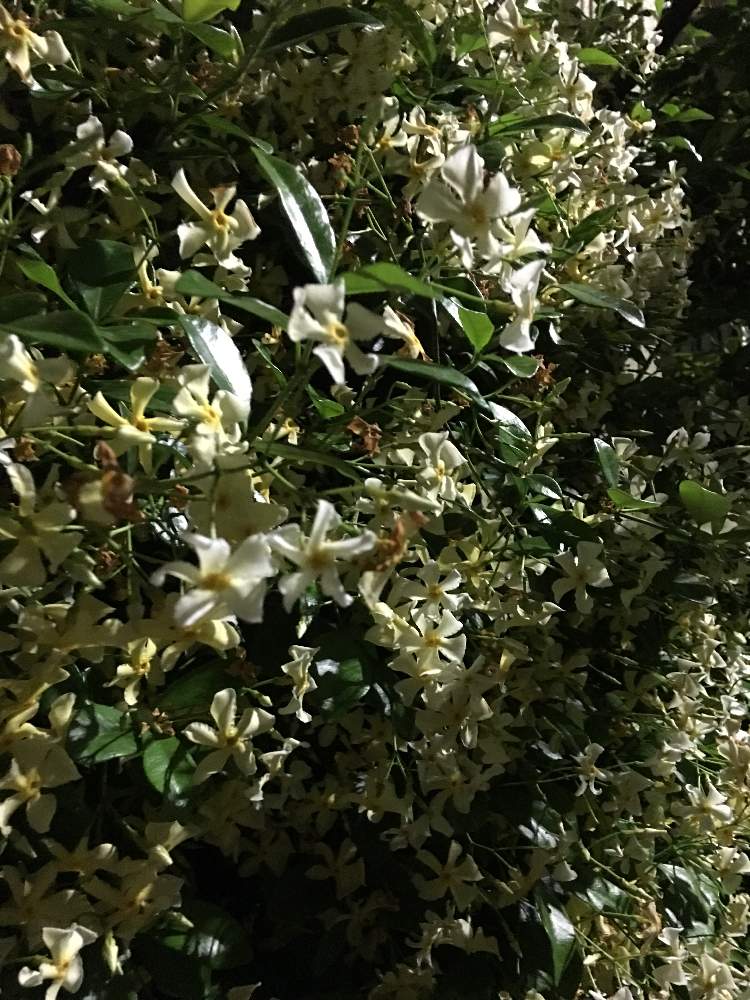 テイカカズラの投稿画像 By あげいんさん 19月5月19日 Greensnap グリーンスナップ テイカカズラの投稿画像 By あげいんさん 19月5月19日 Greensnap グリーンスナップ