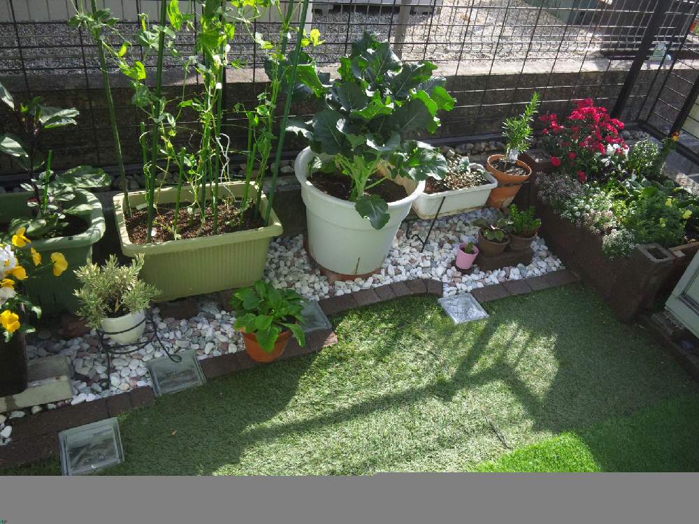 お野菜の投稿画像 By Ghosthuntさん プランター野菜と寄せ植えと庭作りとdiyと花のある暮らし 19月5月19日 Greensnap グリーンスナップ