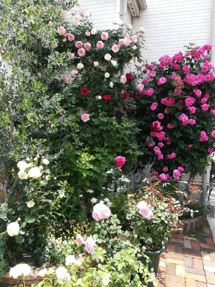 バラ ドンファンの投稿画像 By Puttinさん ピェール ドゥ ロンサールと薔薇 マリーアントワネットとつるローズうららとつるバラ壁面誘引とばら バラ 薔薇とピンクのバラ とマイガーデンとつるバラとガーデニングと花のある暮らしとバラの地植えとローズガーデンと
