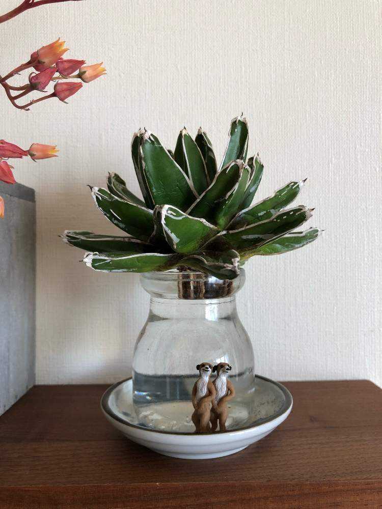 アガベ 笹の雪たちの成長記 Greensnap グリーンスナップ