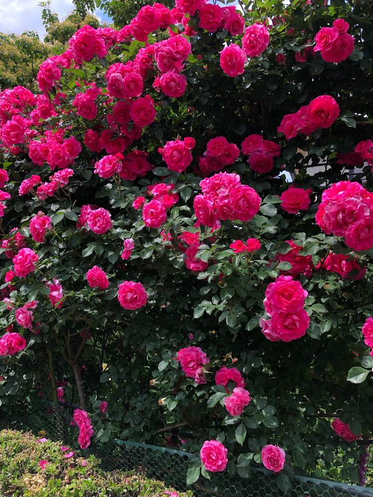 バラ うららの投稿画像 By Rubyさん うららと薔薇 とロザリアンとバラを楽しむとばら バラ 薔薇 19月5月19日 Greensnap グリーンスナップ