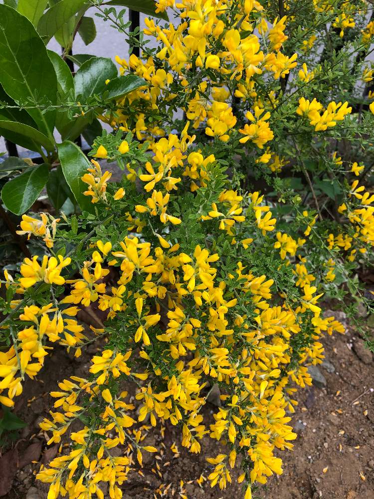 エニシダの投稿画像 By Chiroさん 19月5月19日 Greensnap グリーンスナップ